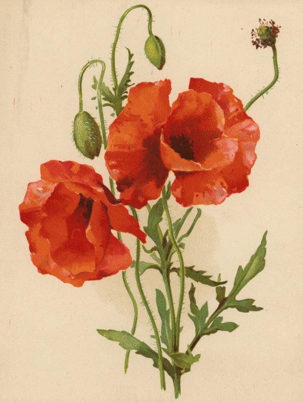 Klaprozen door Ethel C. Nisbet