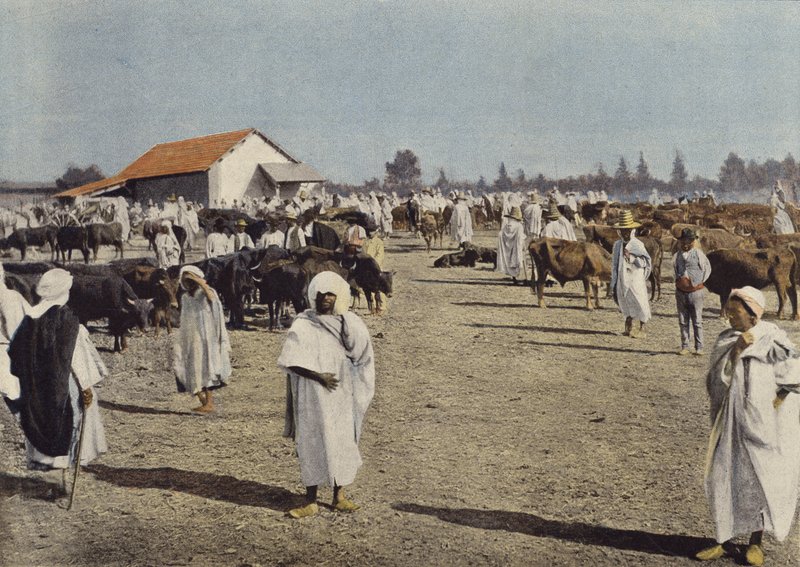 Vee Markt In Sidi-Bel-Abbes door European Photographer