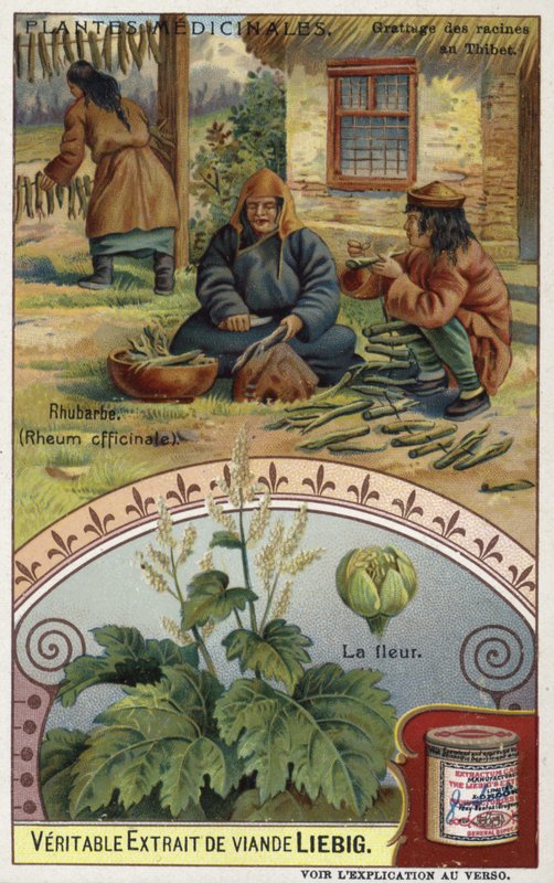 Rabarber; wortels raspen in Tibet door European School