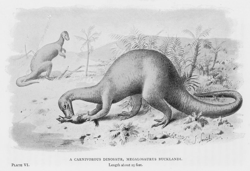Een vleesetende dinosaurus, Megalosaurus Bucklandi (litho) door European School