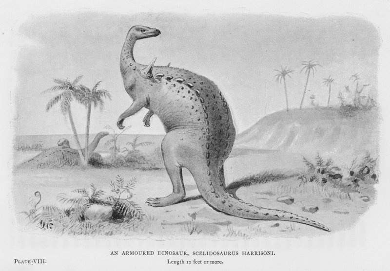 Een gepantserde dinosaurus, Scelidosaurus Harrisoni door European School