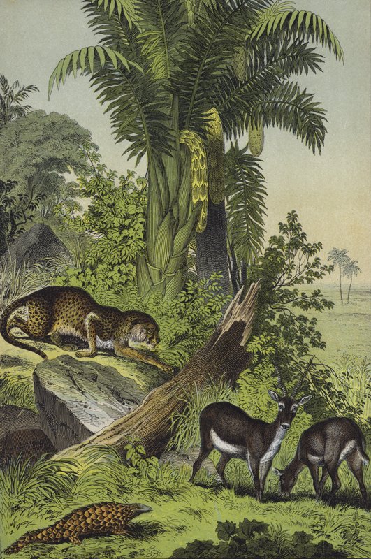 Dieren en planten van India (kleur litho) door European School