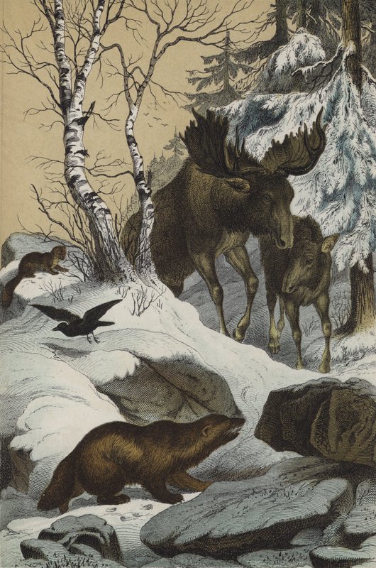 Dieren en planten van Lapland (kleurenlitho) door European School