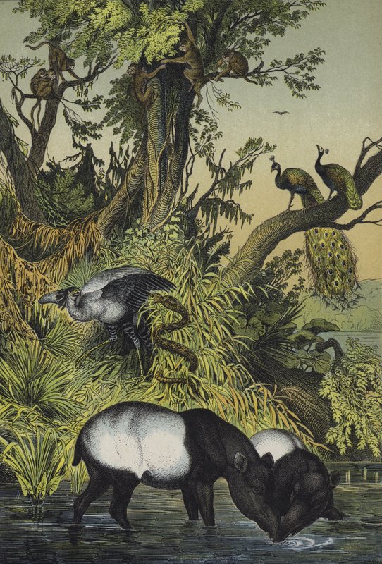 Dieren van Malakka en Sumatra door European School