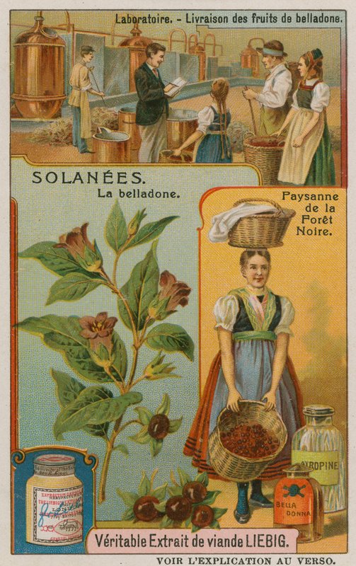 Atropa Belladonna of Nachtschade door European School