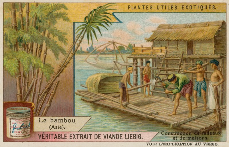 Bamboe door European School