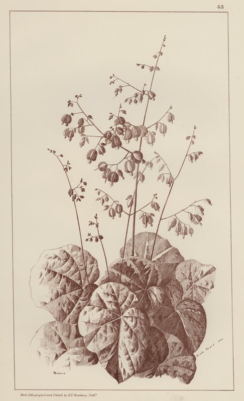 Bigonia (litho) door European School