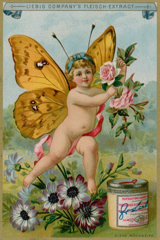 Vlinder Cherub met Madeliefjes door European School