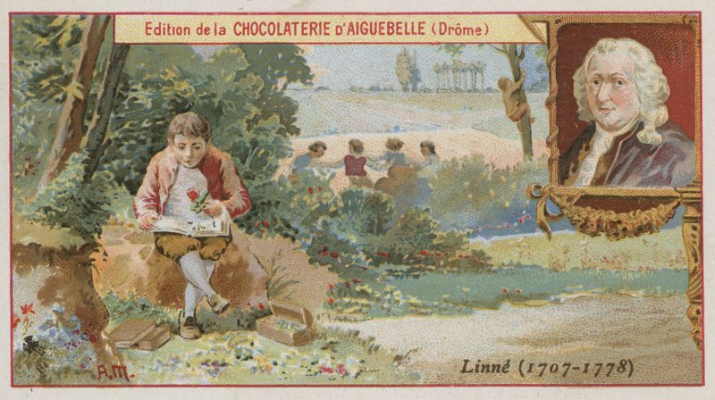 Carl Linnaeus, Zweedse botanicus en zoöloog door European School