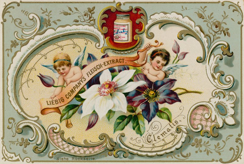 Clematis door European School