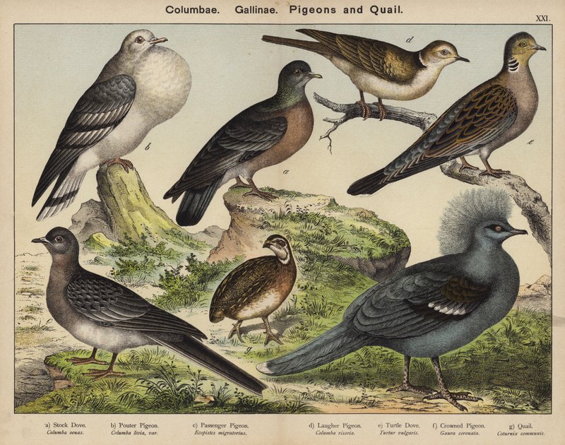 Columbae, Gallinae, Duiven en Kwartels door European School