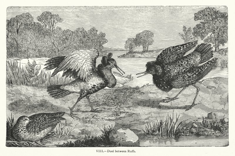 Duel tussen ruften (gravure) door European School
