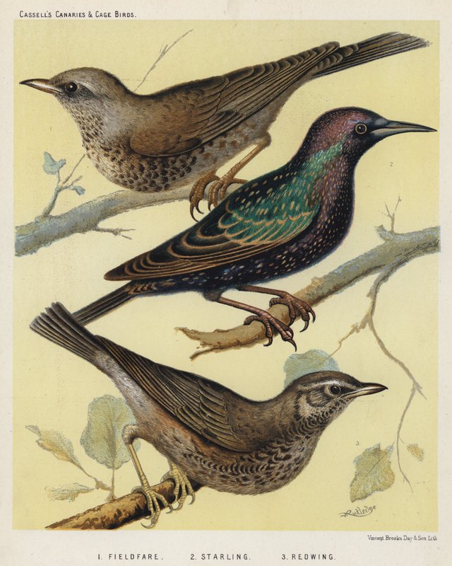 Kramsvogel, Spreeuw, Koperwiek door European School
