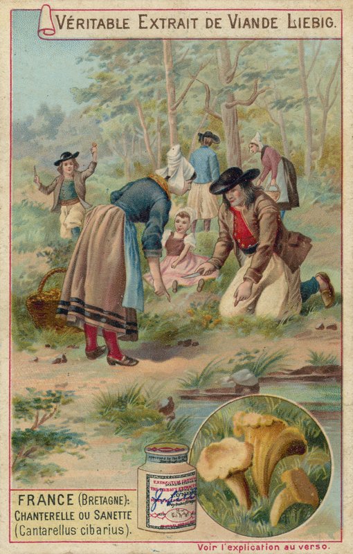 Frankrijk (Bretagne): cantharellen (Cantarellus cibarius) door European School