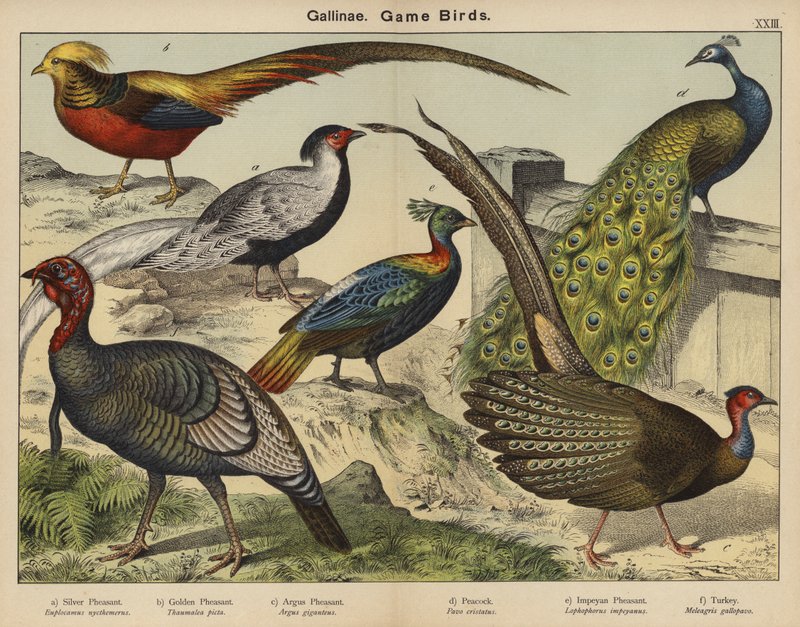 Hoenderachtigen, Wildvogels door European School