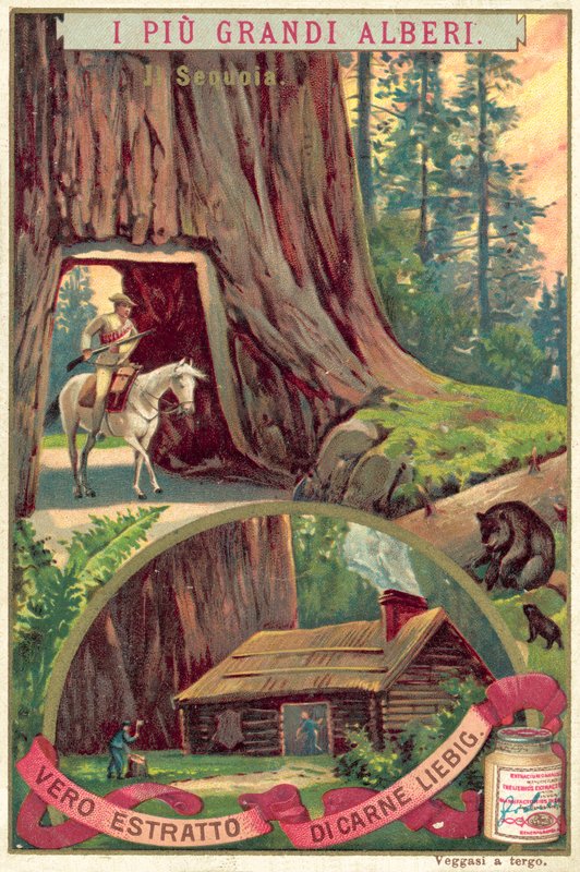 Reuzensequoia door European School