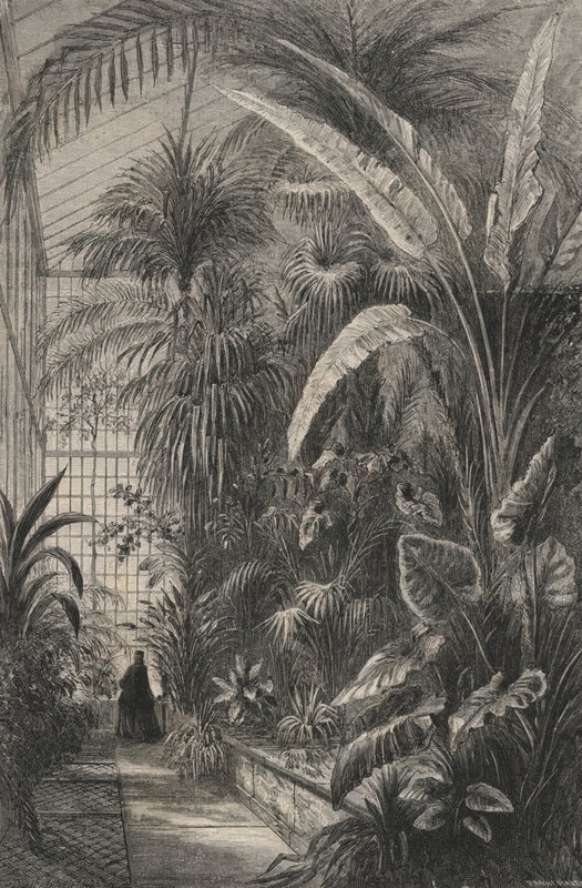 Grande Serre Du Museum De Paris (gravure) door European School
