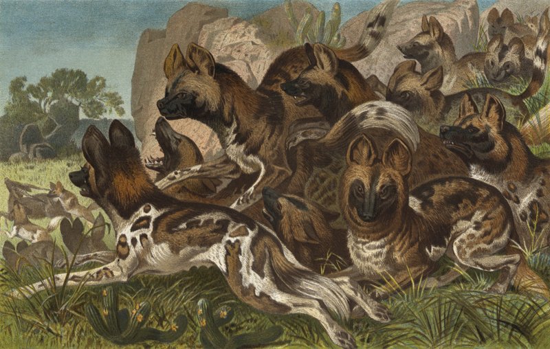 Hianenhund door European School