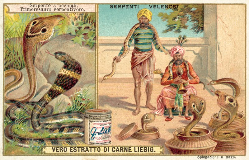 Indische cobra en groefkopadder door European School