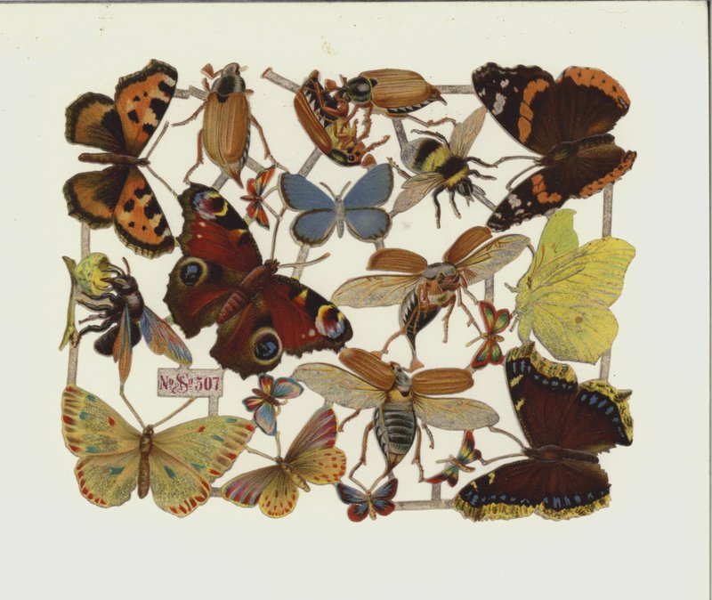 Insecten door European School