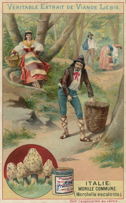 Italië: gewone morielje (Morchella esculenta) door European School