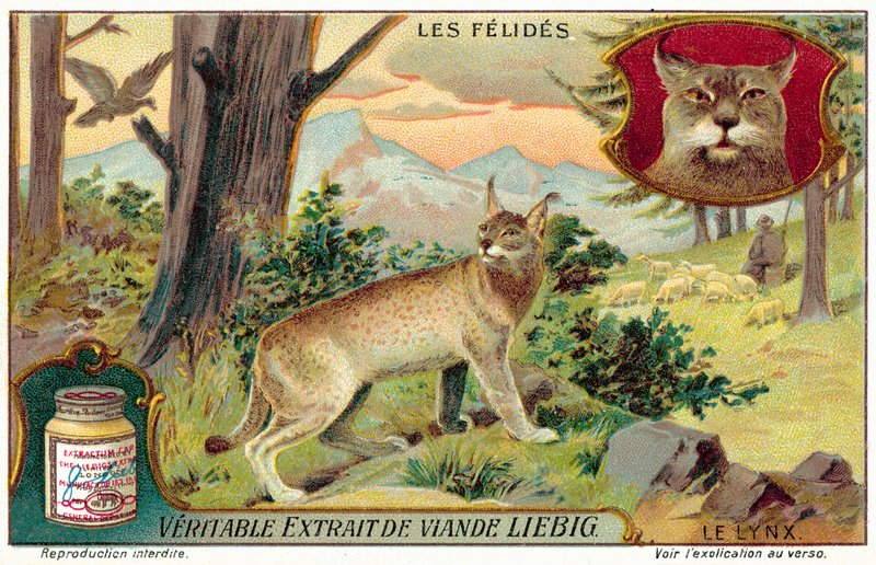 Lynx door European School