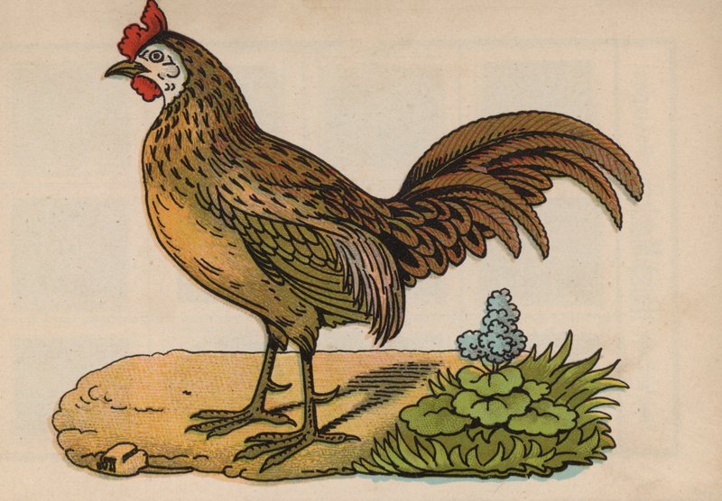Pagina uit het magische boek (kleur litho) door European School