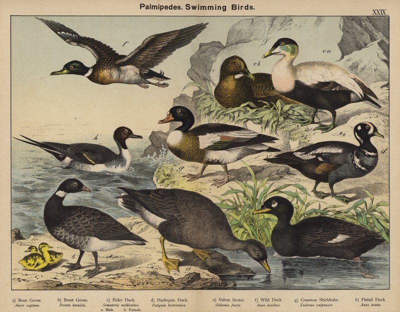 Palmipedes, Zwemmende Vogels door European School