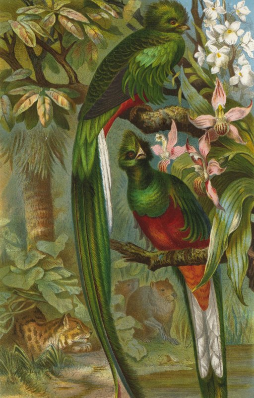 Quetzal door European School