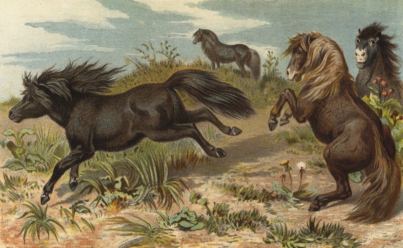 Shetlandpony door European School