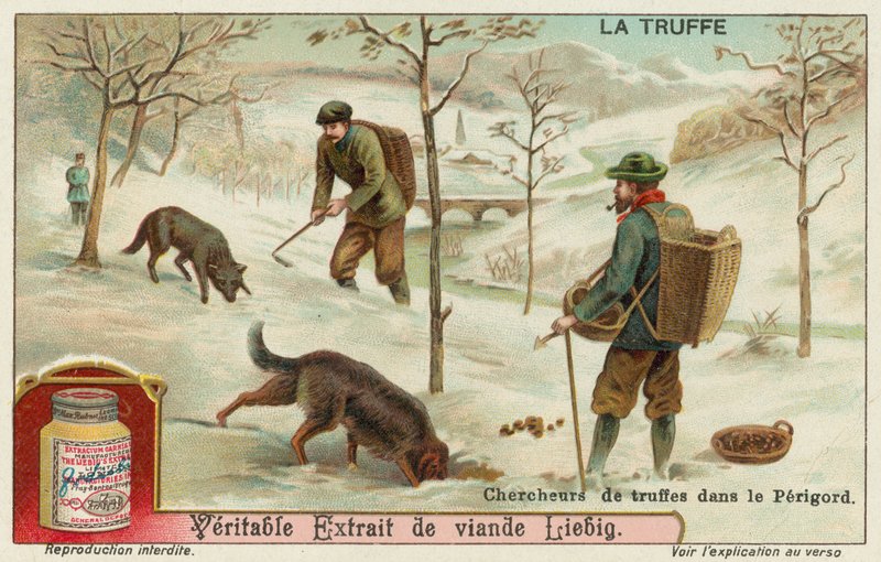 Truffeljagers in Perigord in Frankrijk door European School