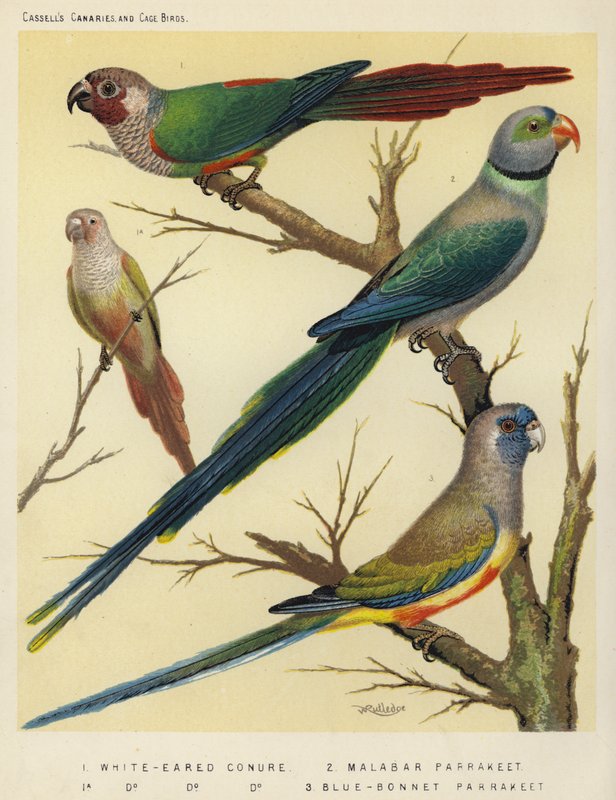 Wit-Oor Conure, Malabar Parkiet, Blauw-Bonnet Parkiet door European School