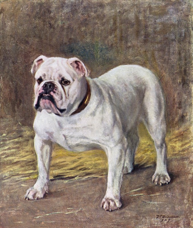De beroemde Bulldog Ch Silent Duchess door Frances C. Fairman