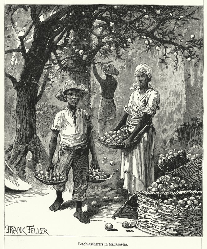 Perzikplukkers in Madagaskar (gravure) door Frank (after) Feller