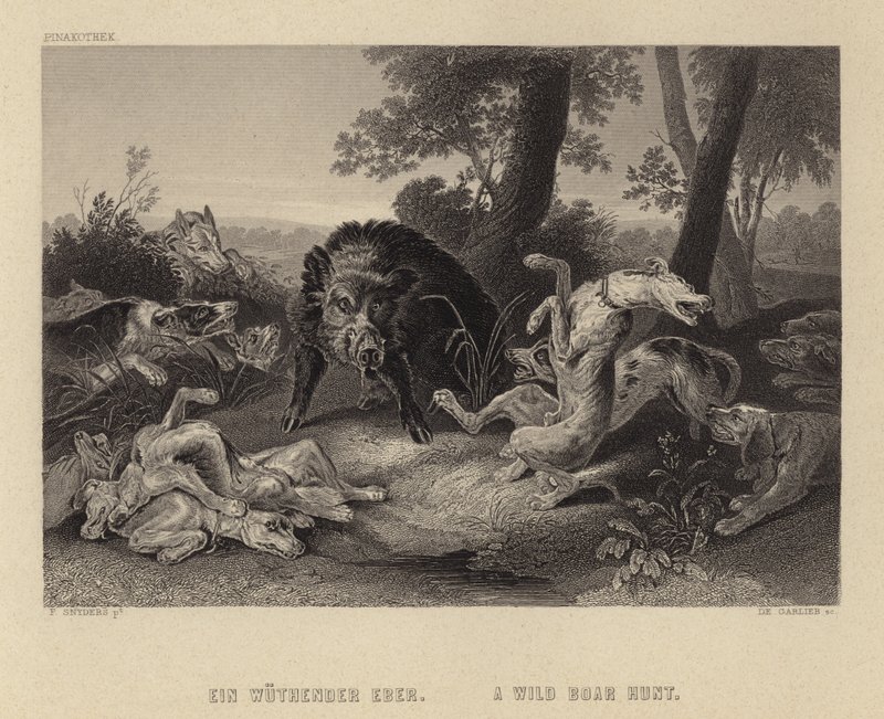 Een wilde zwijnenjacht door Frans Snyders or Snijders