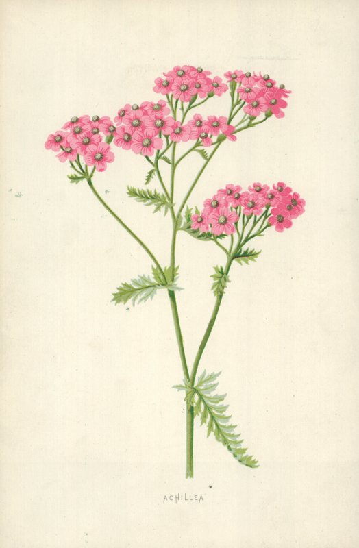 Achillea door Frederick Edward Hulme