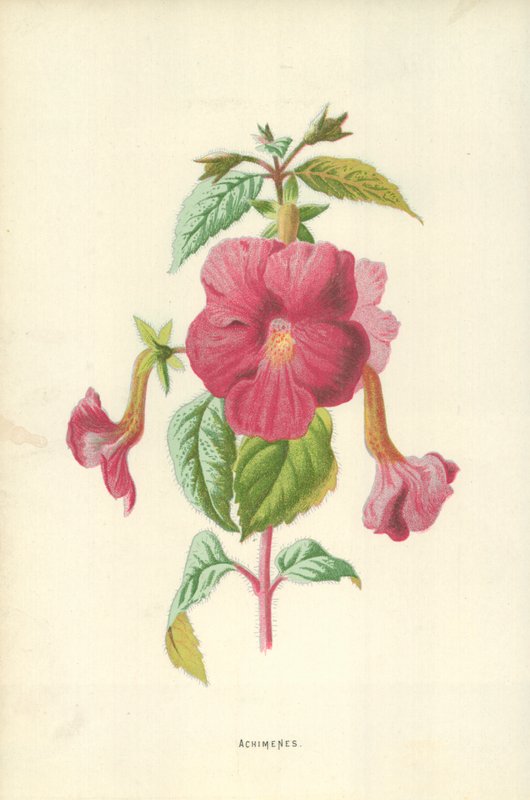 Achimenes door Frederick Edward Hulme