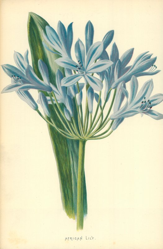 Afrikaanse Lelie door Frederick Edward Hulme