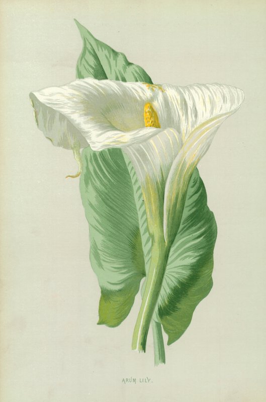 Aronskelk door Frederick Edward Hulme