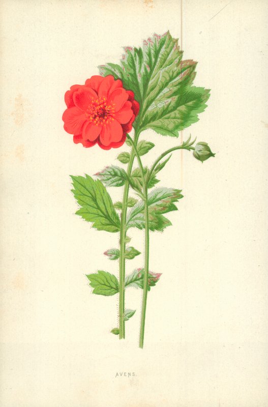 Avens door Frederick Edward Hulme