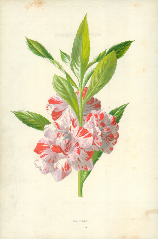 Balsem door Frederick Edward Hulme