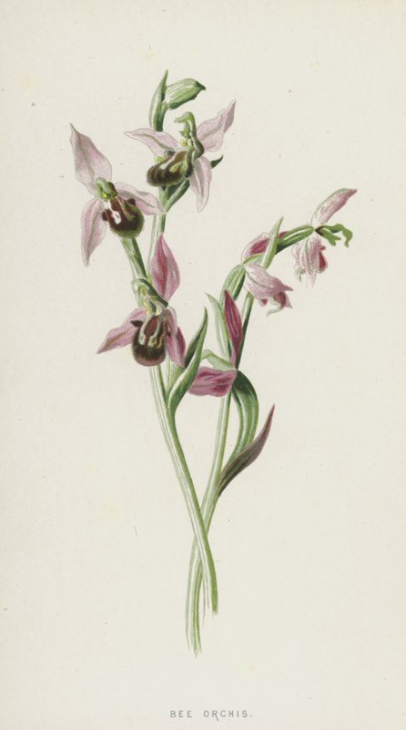 Bijenorchis door Frederick Edward Hulme