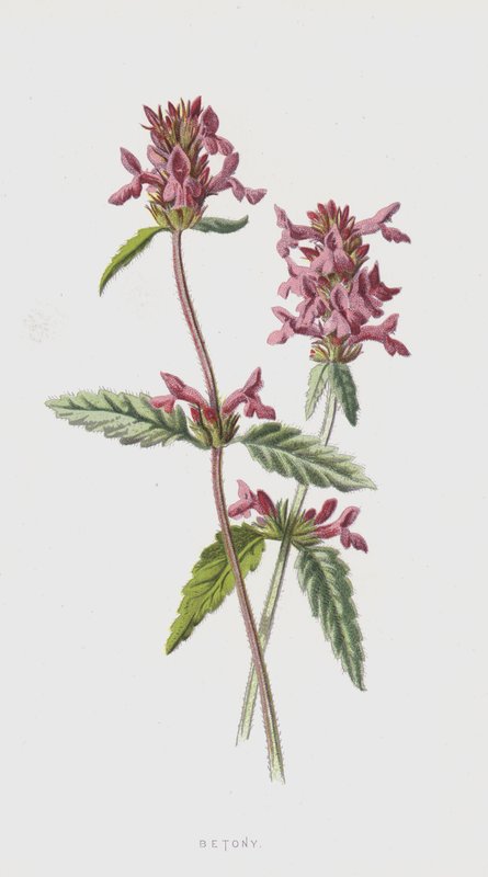 Betonie door Frederick Edward Hulme