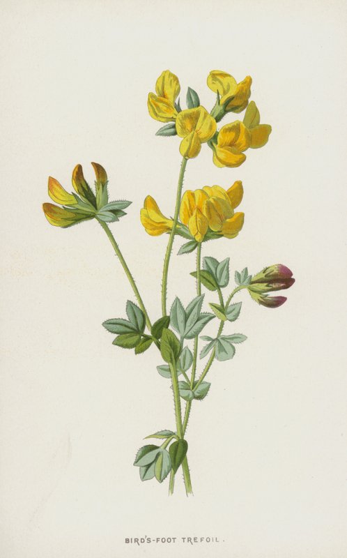 Rolklaver door Frederick Edward Hulme