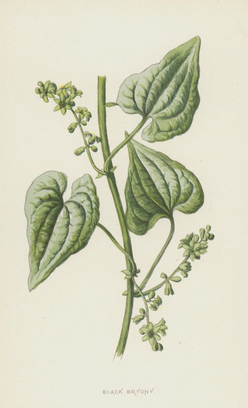 Zwarte Rapunzel door Frederick Edward Hulme