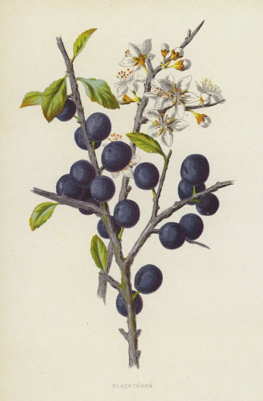 Sleedoorn door Frederick Edward Hulme