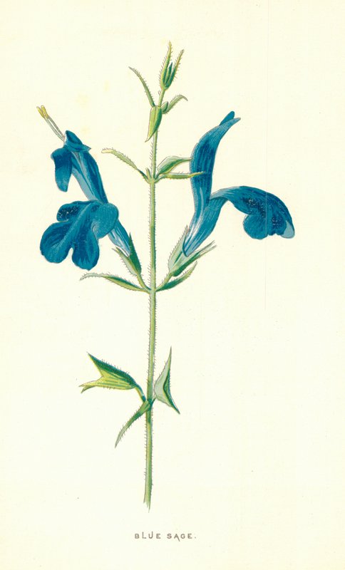 Blauwe salie door Frederick Edward Hulme