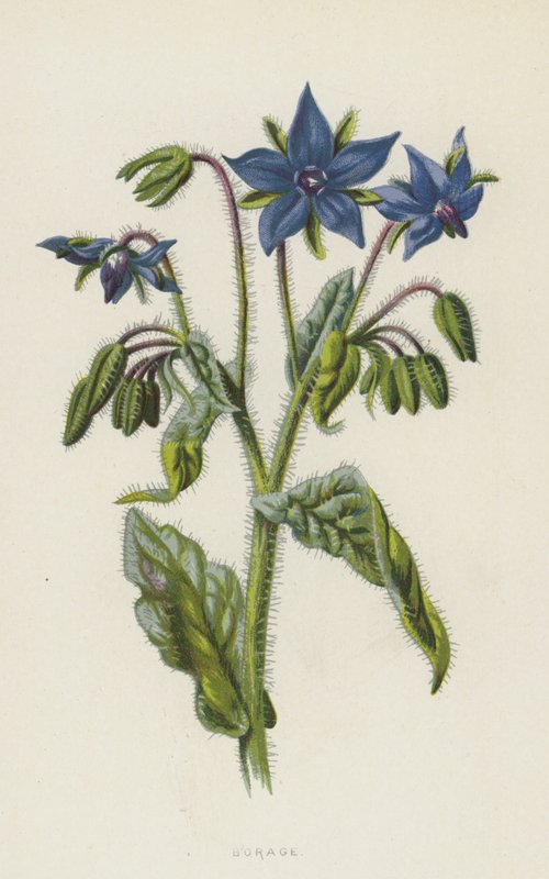 Bernagie door Frederick Edward Hulme