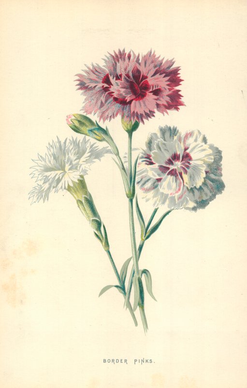 Border Pinks door Frederick Edward Hulme
