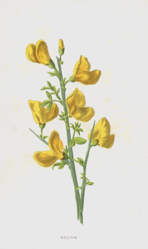 Brem door Frederick Edward Hulme